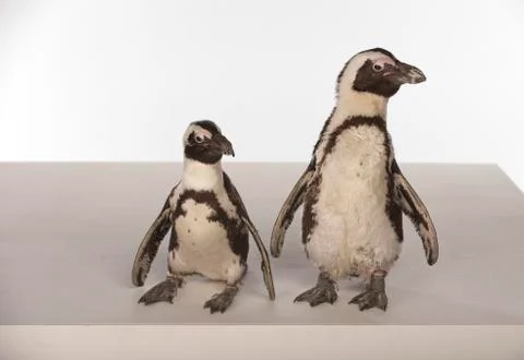 Penguins on White Background Stock Photos