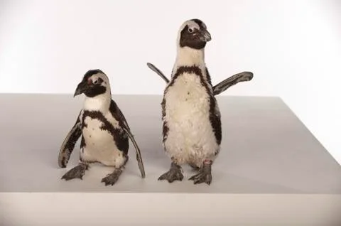 Penguins on White Background Stock Photos