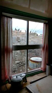 Penguins in window 写真素材