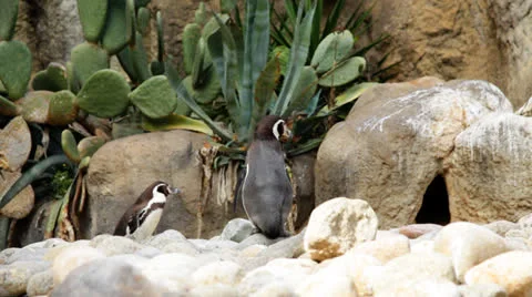 Penguins in a zoo Stock Footage 25006119