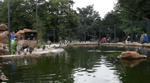 Penguins at the zoo Stock Footage 40518533