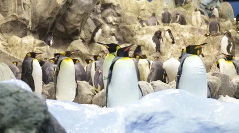 The penguins in zoo Stock Footage 48276025