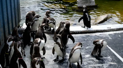 Penguins at a Zoo Stock Footage 52556824