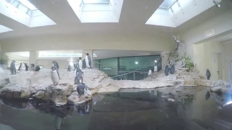 Penguins in zoo Stock Footage 83620965