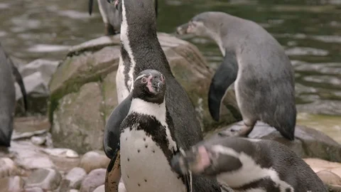 Penguins at the Zoo 스톡 동영상 93096476