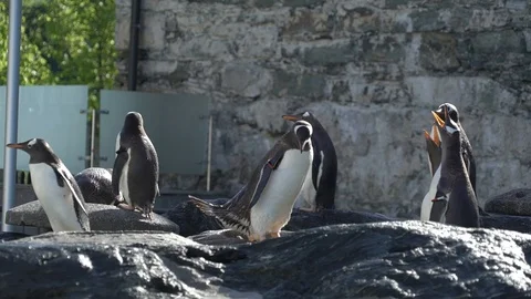 Penguins in zoo Stock Footage 99508369