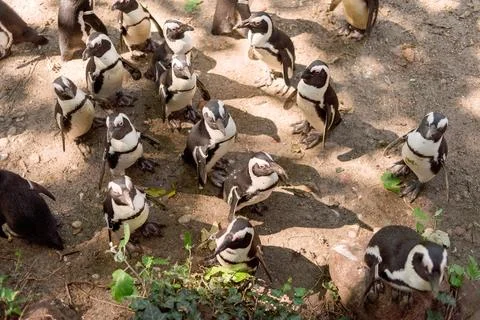 Penguins in the zoo Stock Photos