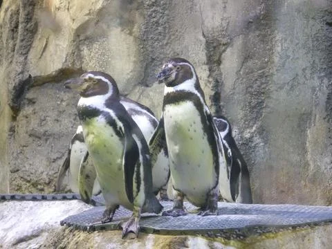 Penguins at the zoo Stock Photos
