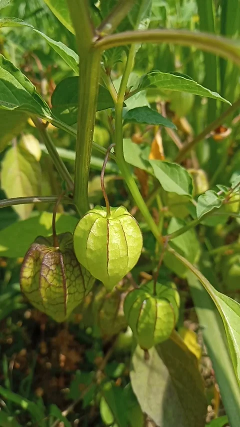 Penguit trees Stock Footage 268985969