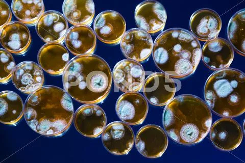 Penicillin fungi in petri dishes Stock Photos