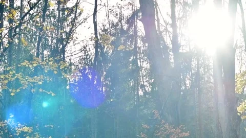 Pening shot top down slowmo faling leaves Stock Footage 255659530