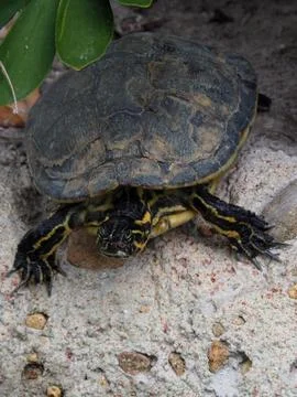 Peninsula Cooter Turtle Stock Photos