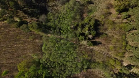 Peninsula Reforestation – Top‑Down Forward Flight Over Mainland Entry Point Stock Footage 334152753