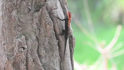 Peninsular rock agama twitching on a tree by itself in Bandhavgarh national park 動画素材 340408862
