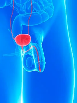 Penis anatomy, artwork Stock Illustration