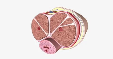 The Penis Transverse Cross Section Illustrazione stock
