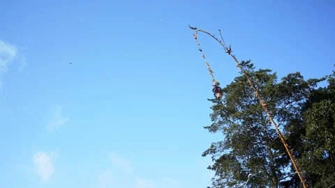 Penjor is swaying in the wind Stock Footage 81012666