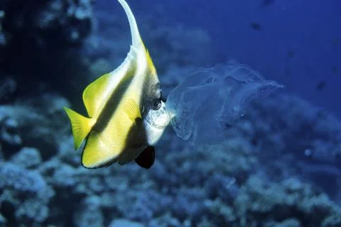 Pennant fish eats jellyfish, Red Sea near El Quseir, Egypt, Africa Foto stock