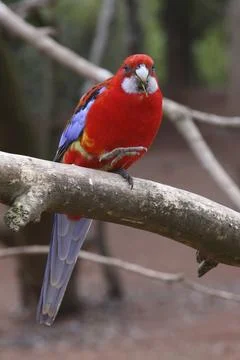 Pennant parakeet Stock Photos