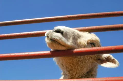 Penned lamb Stock Photos