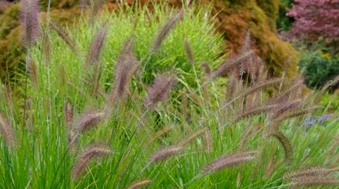 Pennisetum grass in fall Stock Footage 52122894