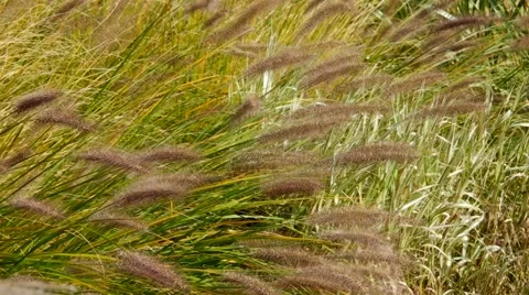Pennisetum grass in the wind Stock Footage 57132526
