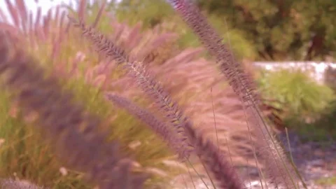 Pennisetum Setaceum 動画素材 77074417