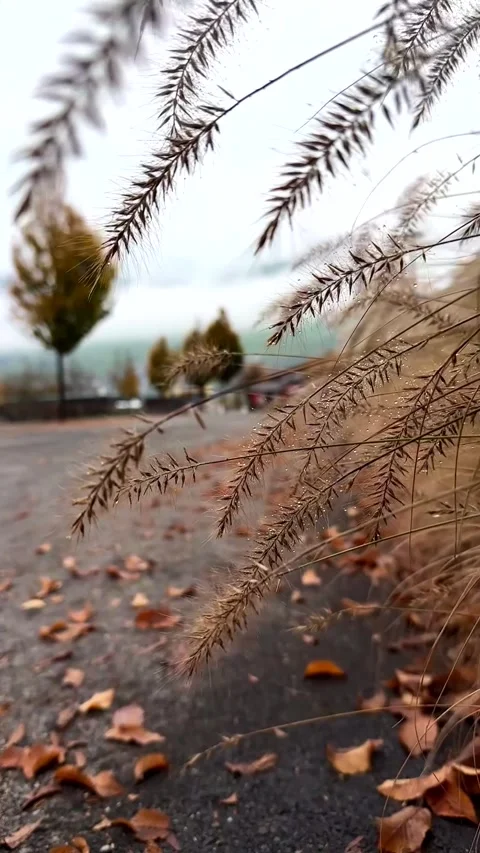 PennisetumGrass 004v HD Stock Footage 291312854