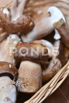 Penny bun Stock Photos