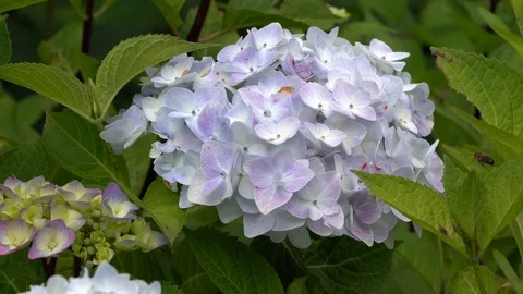 Penny mac, Hydrangea macrophylla Stock Footage 103330867