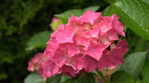 Penny mac, Hydrangea macrophylla Stock Footage 103330940