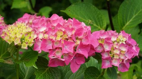 Penny mac, Hydrangea macrophylla Stock Photos