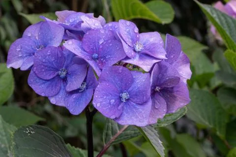 Penny mac, Hydrangea macrophylla Stock Photos