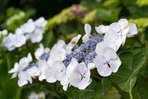 Penny mac, Hydrangea macrophylla Stock Photos