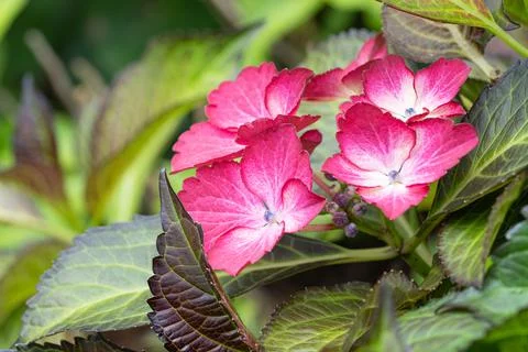 Penny mac, Hydrangea macrophylla Foto stock
