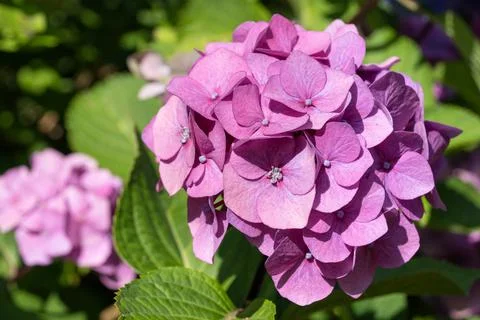 Penny mac, Hydrangea macrophylla Stock Photos