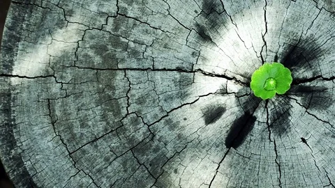 Penny wort born on old tree, textured background , nature stock photo Stock Footage 73209485