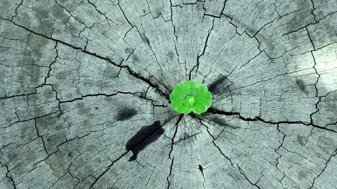 Penny wort born on old tree, textured background , nature stock photo Video stock 73209692