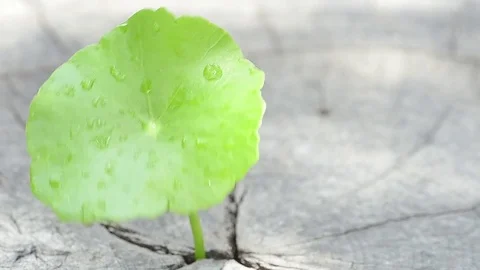 Penny wort  born on old tree, nature stock photo,select focus Video stock 81934260