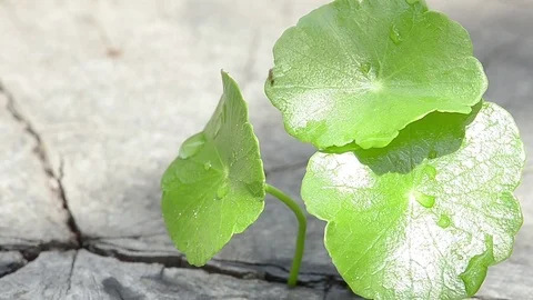 Penny wort  born on old tree, nature stock photo,select focus Video stock 81934261