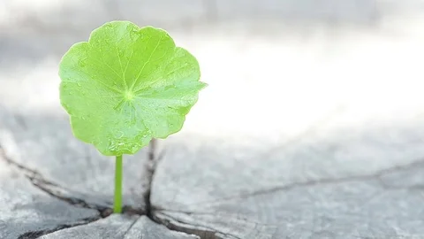Penny wort  born on old tree, nature stock photo,select focus Stock Footage 81934262