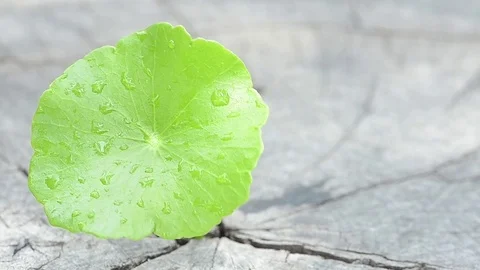 Penny wort  born on old tree, nature stock photo,select focus Stock Footage 81934272