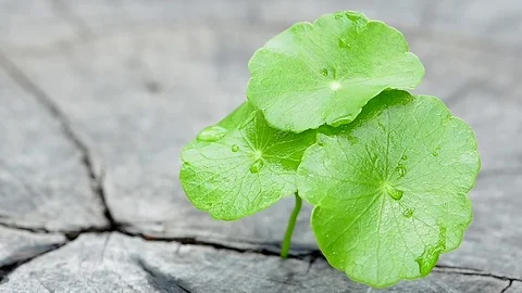 Penny wort  born on old tree, nature stock photo,select focus Video stock 81934279