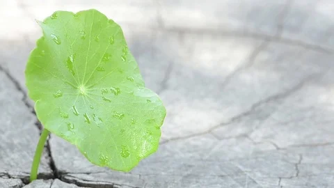 Penny wort  born on old tree, nature stock photo,select focus Stock Footage 81934287