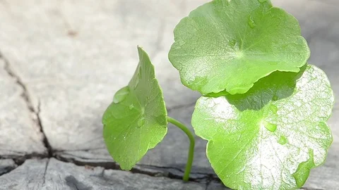 Penny wort  born on old tree, nature stock photo,select focus Stock Footage 81934311