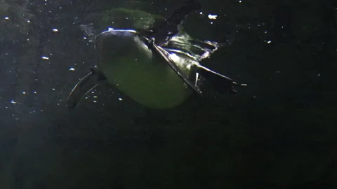 Penquin Swimming From Below Stock Footage 138724173