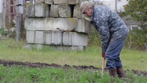 A pensioner digging carrots Stock Footage 82414757