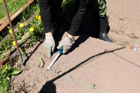A pensioner measures the distance between rows in a bed for planting onions Stock Photos