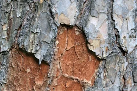 A pensive and charming background of pine (pine bark) Stock Photos