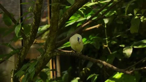 Pensive Bird Stock Photos